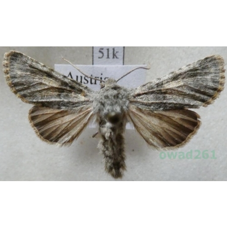 Hadena caesia (Denis & Schiffermüller, 1775) Austria51k